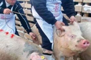 Noi focare de pestă porcină în Argeş