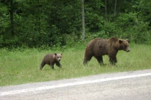 Ursoaică cu pui îndepărtată de jandarmi din zona Șumuleu-Ciuc