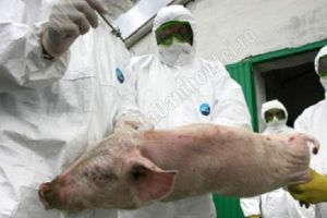 RACOVIȚA:Două cazuri confirmate de  pestă porcină africană
