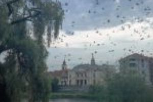 De neînvins! Ciorile, „cetăţeni de onoare” ai Lugojului