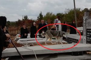 FOTO. Loialitate nemărginită! Un câine nu s-a dezlipit de mormântul stăpânului său
