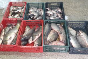 Captura a politistilor de frontiera: Zeci de kilograme de peste, descoperite intr-un autoturism