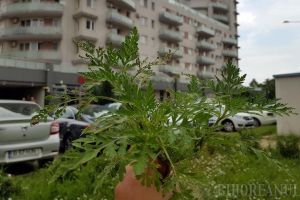 Mai bine mai târziu decât niciodată: APM Bihor le cere primăriilor din judeţ să stârpească ambrozia