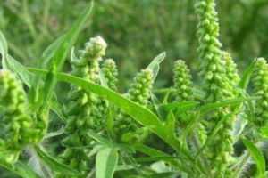 S.O.S. Ambrozia/ 28 septembrie, ziua eliminării ambroziei