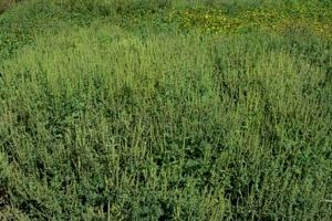 APM Bistriţa-Năsăud: ”28 septembrie 2019, SOS – Ambrozia!”