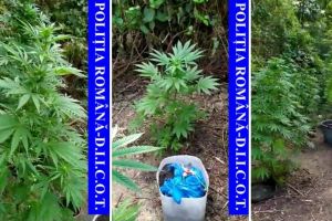 Un voineştean cultiva cannabis la liziera unei păduri din Gemenea