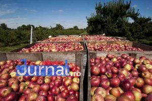 Doi vrânceni, amendaţi şi cu marfa confiscată după ce au vândut mere fără acte la Brăila