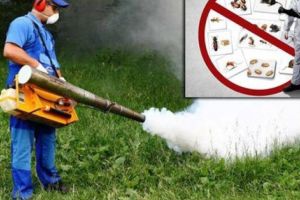 Dezinsecţie la Mioveni