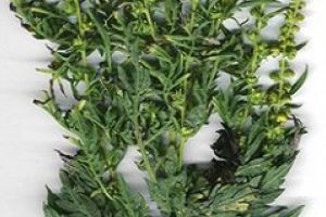 Campania nationala pentru combaterea Ambrozei, pe 28 septembrie