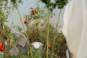 Argeşean săltat pentru cultivare de canabis