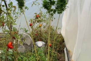 Barbat, cercetat de D.I.I.C.O.T  dupa ce ar fi cultivat cannabis in solar (galerie foto)