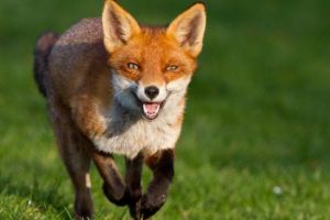 Incepe vaccinarea cu antirabic a vulpilor din Prahova