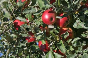 Trei tineri au fost surprinşi într-o livadă în timp ce furau mere