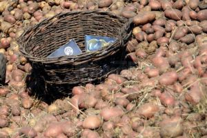 Cartofi furaţi direct de pe ogor, peste noapte