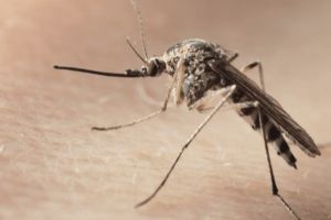 Autorităţile sanitare, în alertă! Un botoşănean, depistat cu virusul West Nile