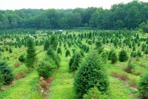 APIA Bihor: Se pot depune cereri de fonduri pentru crearea de suprafeţe împădurite