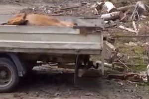 Cine sunt adevăraţii vinovaţi pentru schingiuirea unui cal la Romuli care urma să atragă carnivore mari