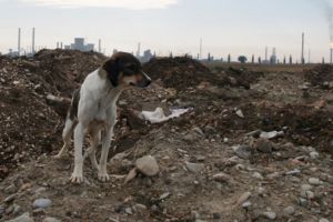 Pericol pe râul Teleajen! Zidul fostului depozit de deşeuri este la un pas de prăbuşire