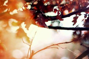 Weekend cu vreme frumoasă, dar răcoroasă! Dimineţile şi nopţile vor fi reci!