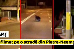 NEAMȚ: Urs filmat pe o stradă din Piatra-Neamţ (VIDEO)