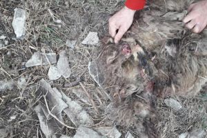 25 de oi sfâşiate pe timp de noapte, la Fălticeni, după toate probabilităţile de câini ...