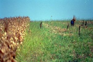 Seceta îngreunează lucrările de toamnă la Botoşani. Cristian Delibaş: Din lipsa de apă în sol, plugurile tractoarelor nu intră în pământ