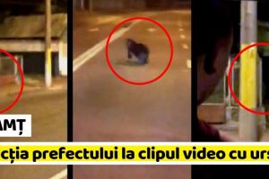 NEAMȚ: Reacţia prefectului la imaginile cu ursul din Piatra-Neamţ