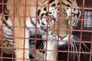 Cristina şi King, noile surprize de la zoo Craiova