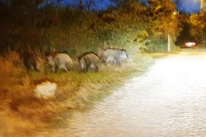 Fiţi cu ochii-n patru! Turmă de mistreţi, pozată pe o stradă din Oradea. În apropiere se plimba o familie cu un bebeluş! (FOTO)