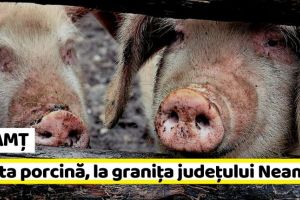 NEAMȚ: Pesta porcină, la graniţa judeţului Neamţ! Măsuri luate de DSVSA