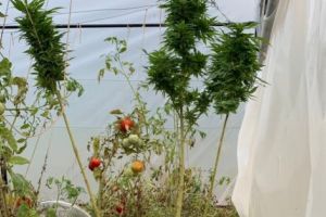 Singur şi fără serviciu, avea de toate. Secretul „succesului”, în grădina din spatele casei