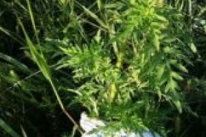 Campania „28 Septembrie 2019 SOS – Ambrozia” – Mişcare civică pentru mediu şi sănătate cu implicare naţională pentru combaterea plantei invazive Ambrozia