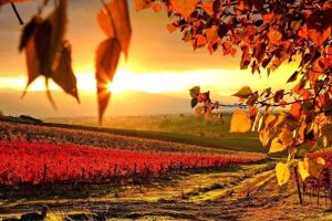 Astăzi are loc Echinocţiul de Toamnă. Ziua este egală cu nopatea