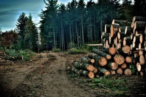 Bistrita-Nasaud: Peste 3.300 de copaci taiati ilegal in Muntii Rodnei; prejudiciul depaseste un milion de lei