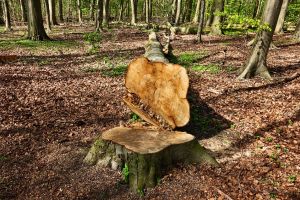 Garda Forestieră Cluj: „S-au tăiat ilegal peste 3.000 de copaci; prejudiciul depăşeşte un milion de lei”