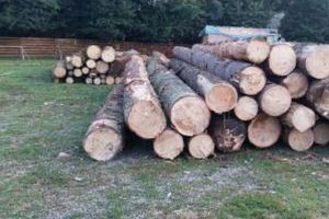 Lemn transportat ilegal, confiscat în urma organizării unor pânde de către poliţişti