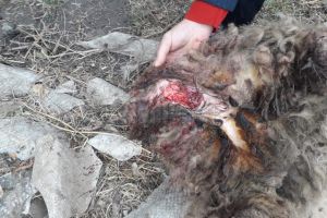 25 de oi sfâşiate pe timp de noapte, la Fălticeni, după toate probabilităţile de câini