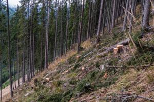 Peste 3350 de arbori, tăiaţi ilegal din pădurile oraşului Sângeorz-Băi. La cât se ridică prejudiciul