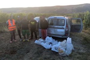 Șase tineri din Blaj prinşi în flagrant de jandarmi, în timp ce se pregăteau să sustragă struguri dintr-o vie