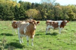 România poate acorda fermierilor un avans de până la 70% din plăţile directe în această toamnă