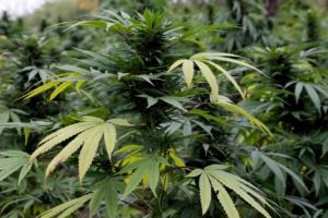 Doi tineri au ajuns în arest după ce au dat agricultura clasică pe cultivarea canabisului ...