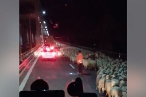 Imaginea zilei: Sute de oi pe Autostrada Soarelui! (video) 
