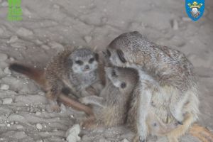 Trei locatari noi la Zoo Braşov