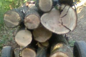 Doi tineri, prinşi de poliţiştii botoşăneni cu zeci de butuci de lemn furaţi dintr-o pădure