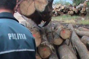 Mureş: Acţiune a Poliţiei Române pentru protejarea pădurilor
