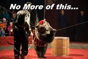 După o viaţă mizerabilă petrecută la circ, două ursoaice ajung la Libearty Zărneşti (FOTO)