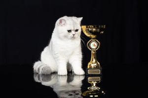 Peste 200 de pisici din toate colţurile lumii vor putea fi admirate la SofistiCAT