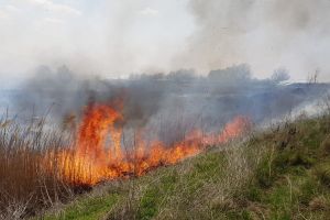 6 dosare penale pentru incendierea miriştilor în primele opt luni din 2019