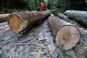 Zeci de metri cubi de lemn confiscaţi de poliţişti la Remetea