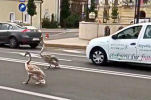 Două lebede s-au plimbat printre maşini, pe Podul Ladislau din Oradea (VIDEO)